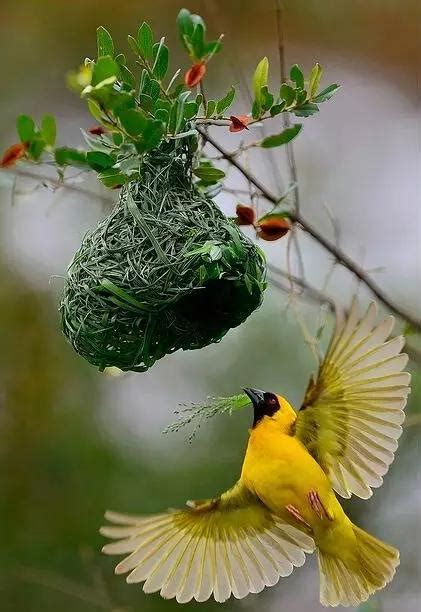 美国房子户型 小鳥來家築巢